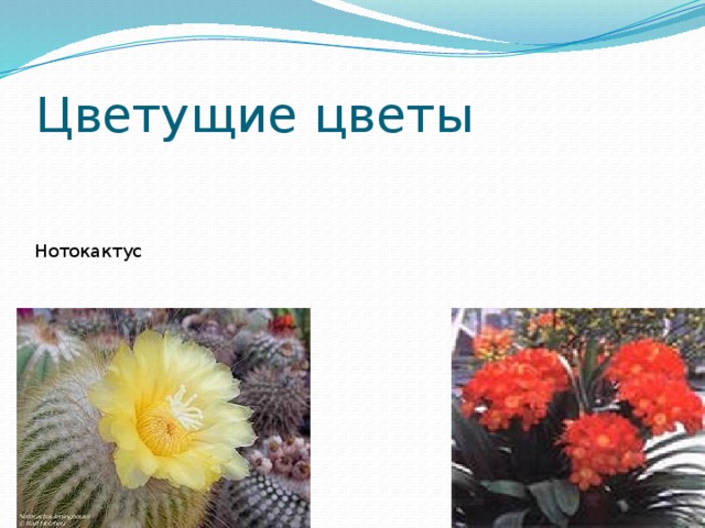Цветущие цветы Нотокактус 