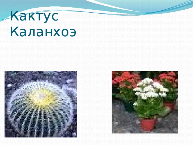 Кактус Каланхоэ 