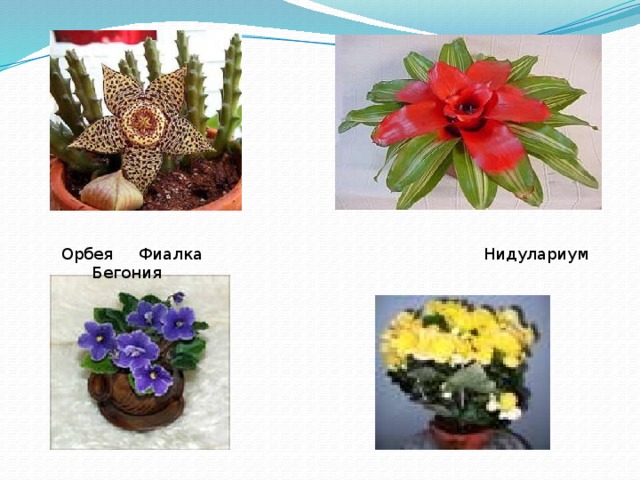 Орбея Фиалка Нидулариум Бегония 