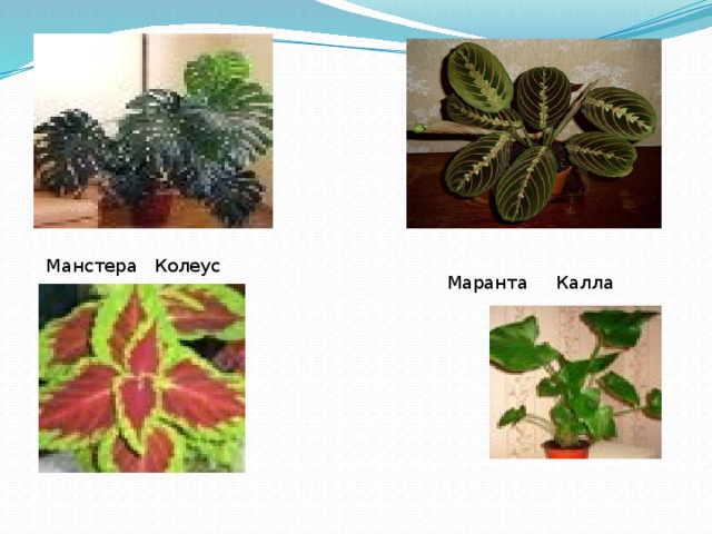 Манстера Колеус Маранта Калла 
