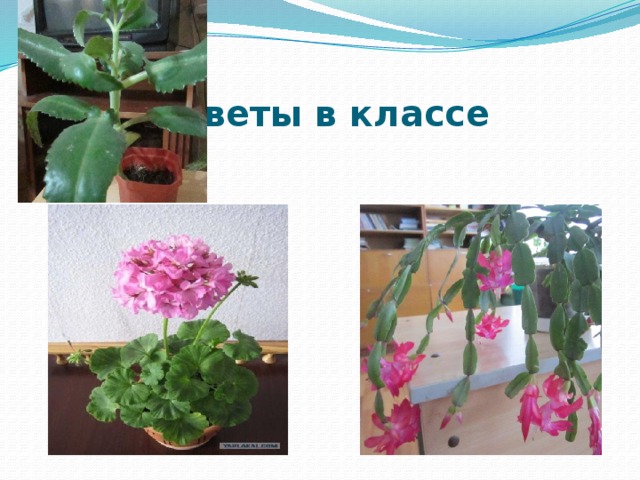  Цветы в классе 