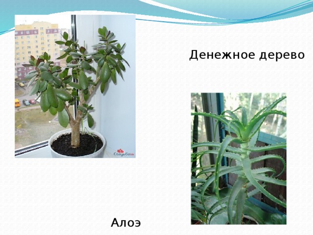  Денежное дерево Алоэ 