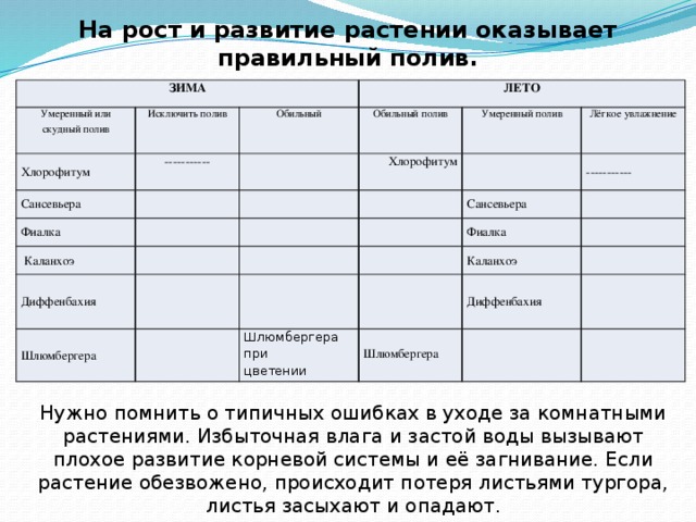 На рост и развитие растении оказывает правильный полив. ЗИМА Умеренный или скудный полив Исключить полив Хлорофитум Сансевьера Обильный ЛЕТО ----------- Обильный полив Фиалка Умеренный полив Хлорофитум  Каланхоэ Лёгкое увлажнение Диффенбахия Сансевьера ----------- Шлюмбергера Фиалка Каланхоэ Шлюмбергера при Диффенбахия цветении Шлюмбергера Нужно помнить о типичных ошибках в уходе за комнатными растениями. Избыточная влага и застой воды вызывают плохое развитие корневой системы и её загнивание. Если растение обезвожено, происходит потеря листьями тургора, листья засыхают и опадают.  