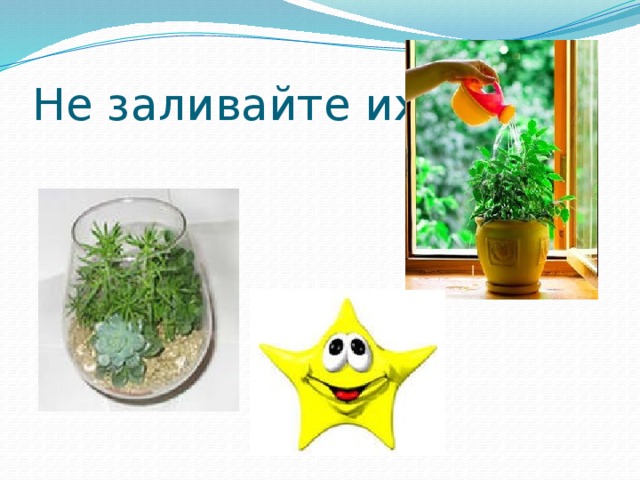 Не заливайте их 