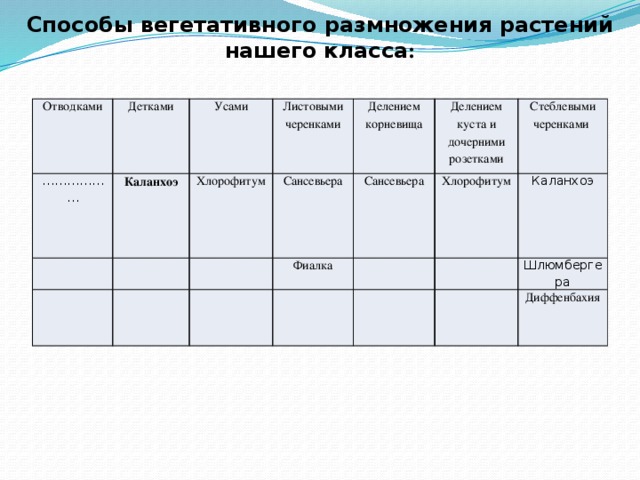 Способы вегетативного размножения растений нашего класса : Отводками Детками ……………… Усами Каланхоэ Листовыми черенками Хлорофитум Делением корневища Сансевьера Фиалка Делением куста и дочерними розетками Сансевьера Стеблевыми черенками Хлорофитум   Каланхоэ Шлюмбергера Диффенбахия 