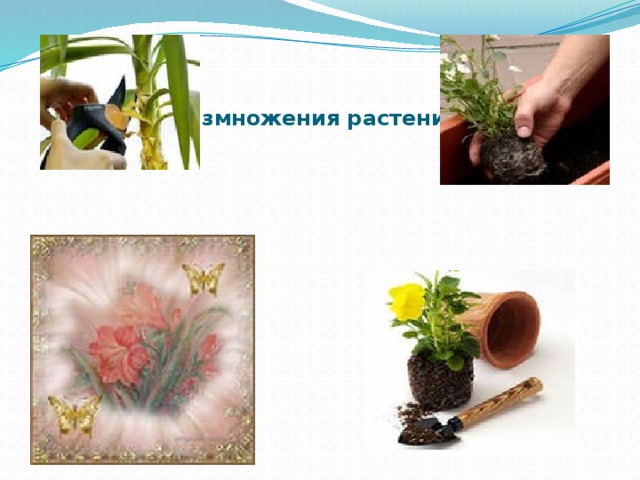 Размножения растений 