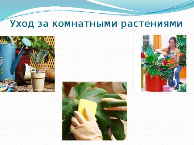 Уход за комнатными растениями 