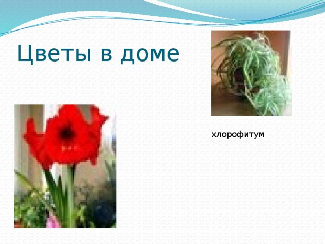 Цветы в доме хлорофитум 