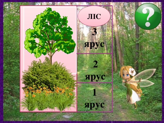 ЛІС 3 ярус 2 ярус 1 ярус 