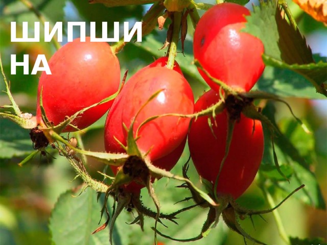 ШИПШИНА 