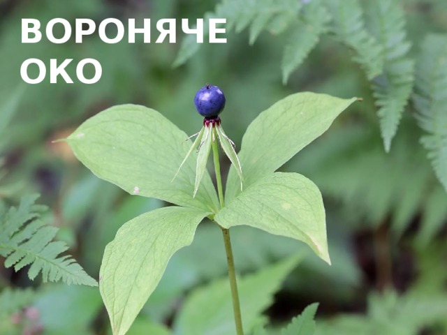 ВОРОНЯЧЕ ОКО 