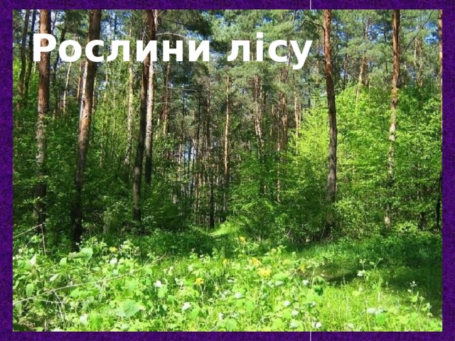 Рослини лісу 