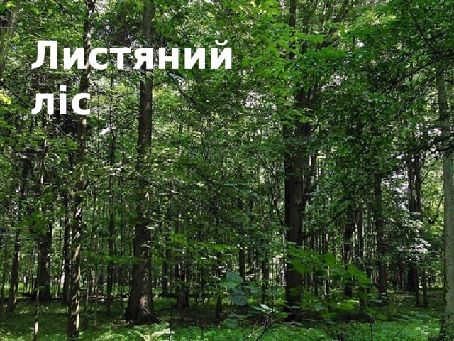 Листяний ліс 