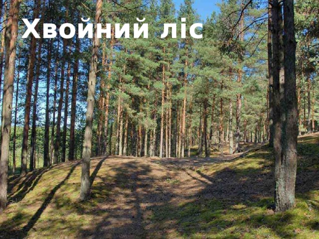 Хвойний ліс 