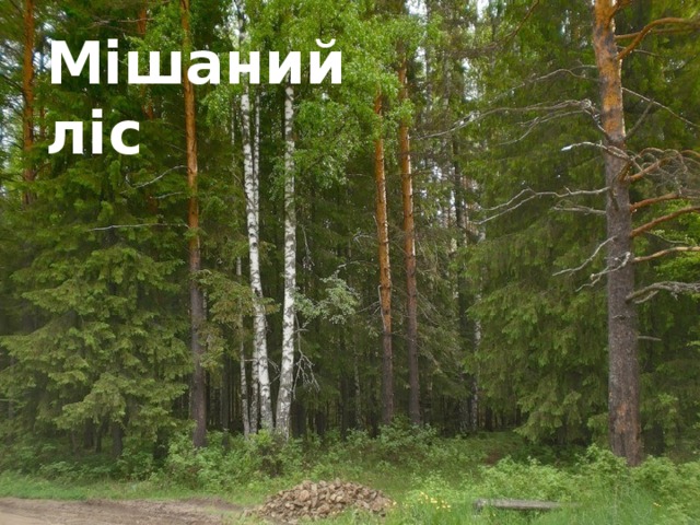 Мішаний ліс 