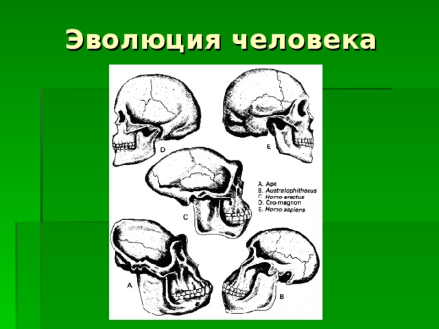 Эволюция человека 