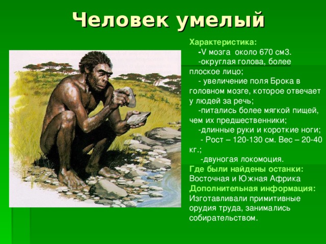 Человек умелый Характеристика:  - V мозга около 670 см3.  -округлая голова, более плоское лицо;  - увеличение поля Брока в головном мозге, которое отвечает у людей за речь;  -питались более мягкой пищей, чем их предшественники;  -длинные руки и короткие ноги;  - Рост – 120-130 см. Вес – 20-40 кг.;  -двуногая локомоция. Где были найдены останки:  Восточная и Южная Африка Дополнительная информация: Изготавливали примитивные орудия труда, занимались собирательством. 