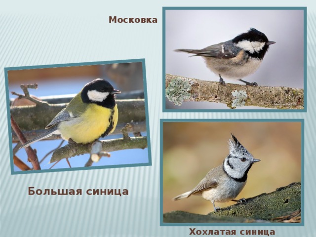 Московка Большая синица Хохлатая синица 