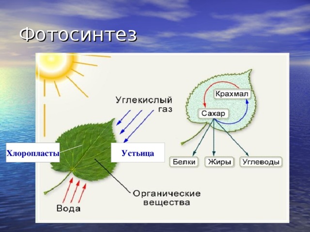 Фотосинтез Устьица Хлоропласты 
