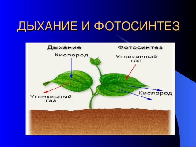 ДЫХАНИЕ И ФОТОСИНТЕЗ 