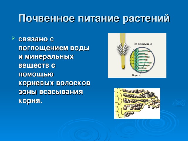 Почвенное питание растений связано с поглощением воды и минеральных веществ с помощью корневых волосков зоны всасывания корня.  