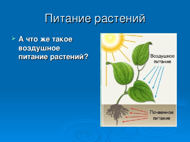 Питание растений А что же такое воздушное питание растений? 