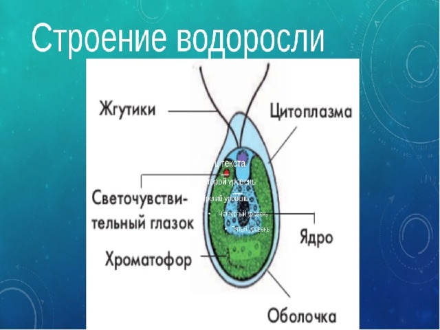  Строение водорослей 
