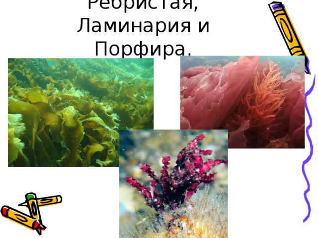  Филковора-Ребристая, Ламинария и Порфира. 