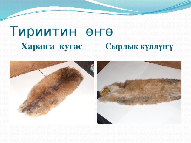 Тириитин өҥө Хараҥа кугас Сырдык күллүҥү