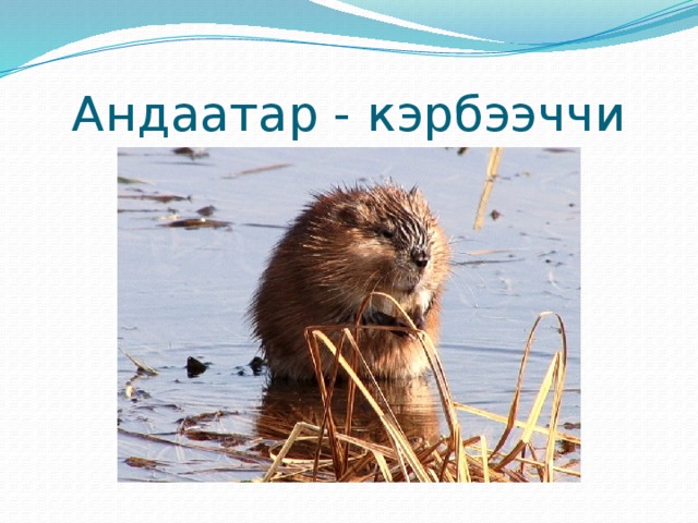Андаатар - кэрбээччи
