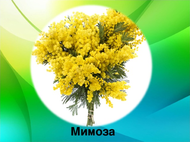  Мимоза 