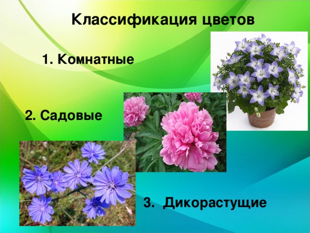 Классификация цветов 1. Комнатные 2. Садовые 3. Дикорастущие 
