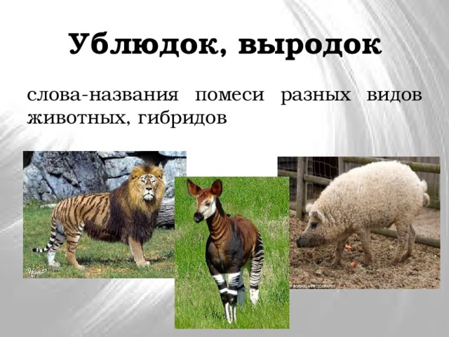 Ублюдок, выродок слова-названия помеси разных видов животных, гибридов 