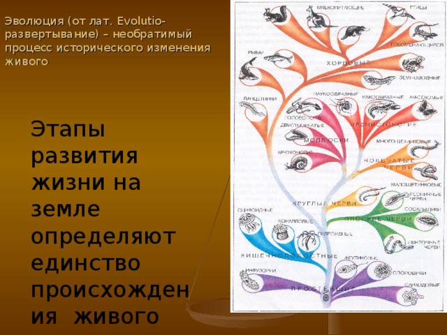 Эволюция (от лат. Evolutio -развертывание) – необратимый процесс исторического изменения живого Этапы развития жизни на земле определяют единство происхождения живого мира 