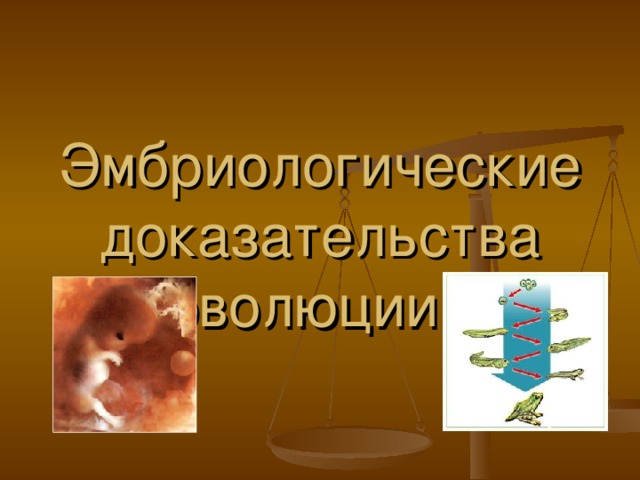 Эмбриологические доказательства эволюции. 