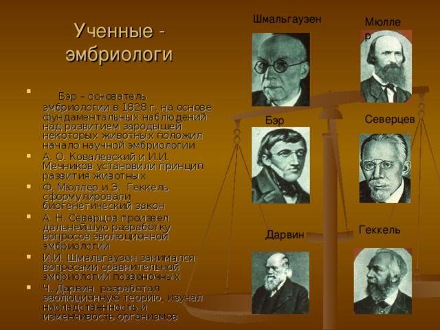 Шмальгаузен Мюллер Ученные - эмбриологи   Бэр – основатель эмбриологии в 1828 г. на основе фундаментальных наблюдений над развитием зародышей некоторых животных положил начало научной эмбриологии А. О. Ковалевский и И.И. Мечников установили принцип развития животных Ф. Мюллер и Э. Геккель сформулировали биогенетический закон А. Н. Северцов произвел дальнейшую разработку вопросов эволюционной эмбриологии И.И. Шмальгаузен занимался вопросами сравнительной эмбриологии позвоночных Ч. Дарвин разработал эволюционную теорию, изучал наследственность и изменчивость организмов Северцев Бэр Геккель Дарвин 
