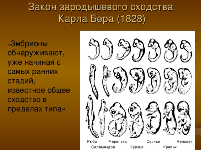 Закон зародышевого сходства  Карла Бера (1828)   « Эмбрионы обнаруживают, уже начиная с самых ранних стадий, известное общее сходство в пределах типа» 