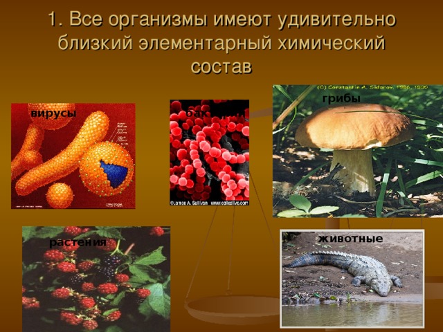 1. Все организмы имеют удивительно близкий элементарный химический состав грибы вирусы бактерии животные растения 