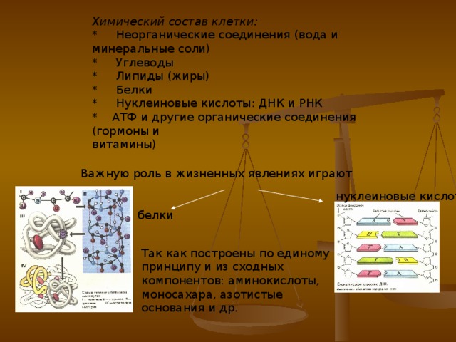 Химический состав клетки: *     Неорганические соединения (вода и минеральные соли) *     Углеводы *     Липиды (жиры) *     Белки *     Нуклеиновые кислоты: ДНК и РНК *    АТФ и другие органические соединения (гормоны и    витамины) Важную роль в жизненных явлениях играют нуклеиновые кислоты белки Так как построены по единому принципу и из сходных компонентов: аминокислоты, моносахара, азотистые основания и др. 