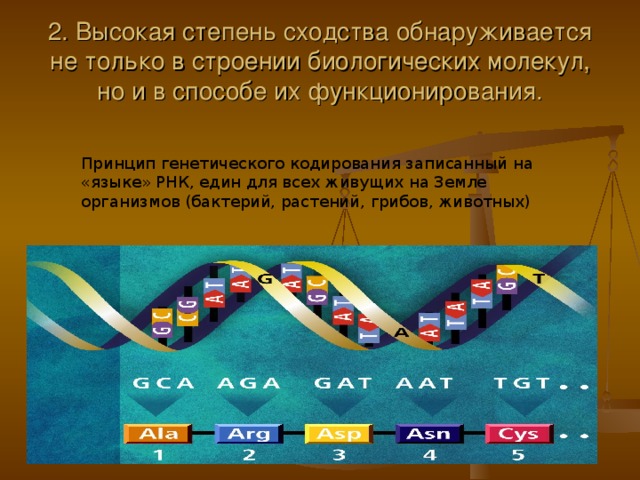 2. Высокая степень сходства обнаруживается не только в строении биологических молекул, но и в способе их функционирования. Принцип генетического кодирования записанный на «языке» РНК, един для всех живущих на Земле организмов (бактерий, растений, грибов, животных) 