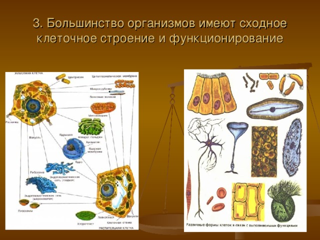 3. Большинство организмов имеют сходное клеточное строение и функционирование 