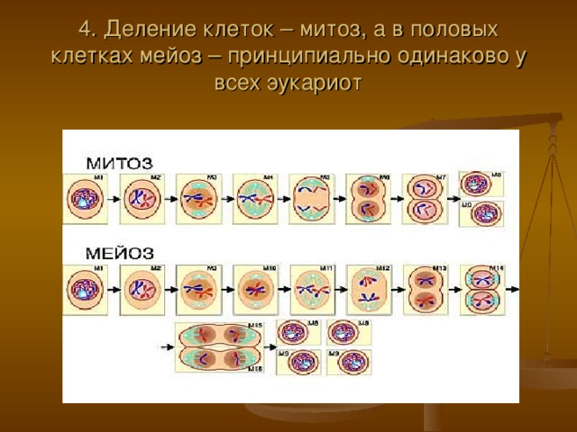 4. Деление клеток – митоз, а в половых клетках мейоз – принципиально одинаково у всех эукариот 