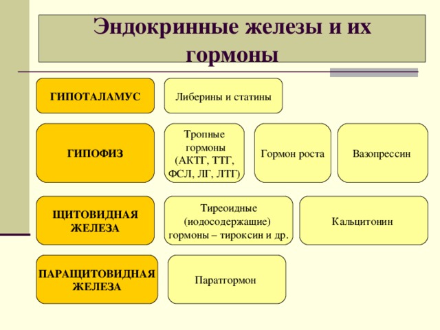 Эндокринные железы и их гормоны ГИПОТАЛАМУС Либерины и статины ГИПОФИЗ Тропные  гормоны (АКТГ, ТТГ, ФСЛ, ЛГ, ЛТГ) Гормон роста Вазопрессин ЩИТОВИДНАЯ ЖЕЛЕЗА Тиреоидные (иодосодержащие) гормоны – тироксин и др. Кальцитонин ПАРАЩИТОВИДНАЯ ЖЕЛЕЗА Паратгормон 