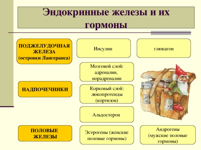 Эндокринные железы и их гормоны ПОДЖЕЛУДОЧНАЯ ЖЕЛЕЗА (островки Лангеранса) Инсулин глюкагон Мозговой слой: адреналин, норадреналин НАДПОЧЕЧНИКИ Корковый слой: люкопротеиды (кортизон) Альдостерон ПОЛОВЫЕ ЖЕЛЕЗЫ Эстрогены (женские половые гормоны) Андрогены (мужские половые гормоны) 