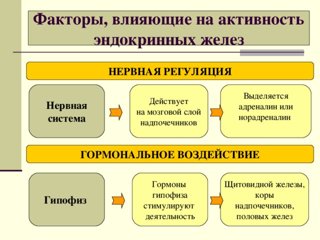 Факторы, влияющие на активность эндокринных желез НЕРВНАЯ РЕГУЛЯЦИЯ Нервная система Действует на мозговой слой надпочечников Выделяется адреналин или норадреналин ГОРМОНАЛЬНОЕ ВОЗДЕЙСТВИЕ Гипофиз Гормоны гипофиза стимулируют деятельность Щитовидной железы, коры надпочечников, половых желез 