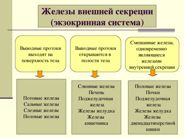Железы внешней секреции  (экзокринная система) Выводные протоки выходят на поверхность тела Выводные протоки открываются в полости тела Смешанные железы, одновременно являющиеся железами внутренней секреции Потовые железы Сальные железы Слезные железы Половые железы Слюнные железы Печень Поджелудочная  железа Железы желудка Железы кишечника Половые железы Почки Поджелудочная  железа Железы желудка Железы двенадцатиперстной кишки 
