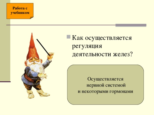 Работа с учебником Как осуществляется регуляция деятельности желез? Осуществляется  нервной системой и некоторыми гормонами 