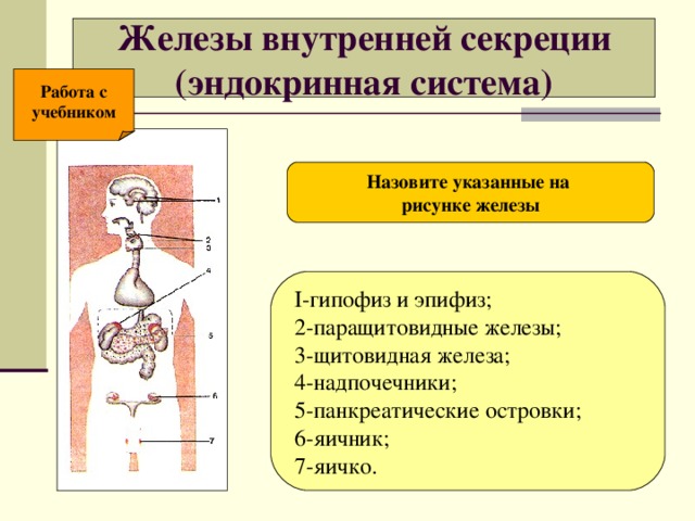 Железы внутренней секреции  (эндокринная система) Работа с учебником Назовите указанные на рисунке железы  I-гипофиз и эпифиз;  2-паращитовидные железы;  3-щитовидная железа;  4-надпочечники;  5-панкреатические островки;  6-яичник;  7-яичко. 