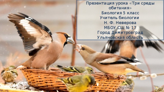 Презентация урока «Три среды обитания» Биология 5 класс Учитель биологии Н. Ф. Неверова МБОУ СШ № 17 Город Димитровград Ульяновская область 
