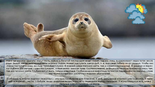 Одни ор­га­низ­мы (фо­рель) могут жить толь­ко в бо­га­той кис­ло­ро­дом воде. Сазан, ка­рась, линь вы­дер­жи­ва­ют недо­ста­ток кис­ло­ро­да. Зимой, когда мно­гие во­до­е­мы ско­ва­ны льдом, может на­сту­пить замор рыб, т. е. мас­со­вая ги­бель их от уду­шья. Чтобы кис­ло­род по­сту­пал в воду, во льду про­ру­ба­ют лунки. В вод­ной среде мень­ше света, чем в на­зем­но-воз­душ­ной. В оке­а­нах и морях на глу­бине 200 мет­ров – цар­ство су­ме­рек, а еще ниже – веч­ная тьма. Со­от­вет­ствен­но, вод­ные рас­те­ния встре­ча­ют­ся лишь там, где до­ста­точ­но света. Глуб­же могут жить толь­ко жи­вот­ные. Глу­бо­ко­вод­ные жи­вот­ные пи­та­ют­ся па­да­ю­щи­ми из верх­них слоев мерт­вы­ми остан­ка­ми раз­лич­ных мор­ских оби­та­те­лей. Осо­бен­ность мно­гих мор­ских жи­вот­ных – это при­спо­соб­ле­ние для пла­ва­ния. У рыб, дель­фи­нов и китов – это плав­ни­ки. У тю­ле­ней и мор­жей – ласты. У боб­ров, выдр, во­до­пла­ва­ю­щих птиц есть пе­ре­пон­ки между паль­ца­ми. У жука пла­вун­ца есть пла­ва­тель­ные ножки, по­хо­жие на весла. 